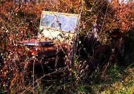 Jeep Old Weeds