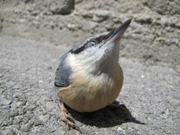 Bird Macro Street