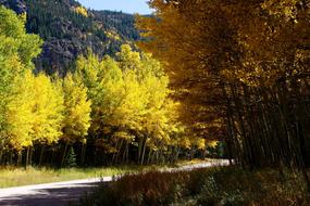 road through Forest at fall, usa, colorado