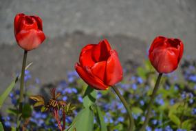 Flower Nature Plant