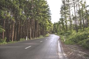 Forest Road Tree