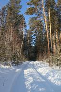 Winter Road Forest