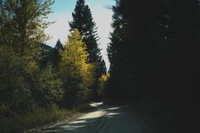 Rural Road Trees