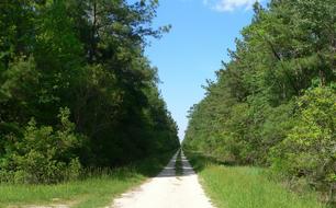 Trees Forest Grass