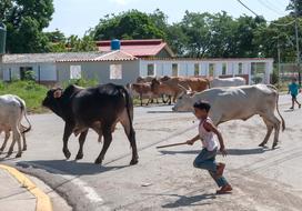 Cattle Boy Chasing