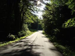 Road Forest Path