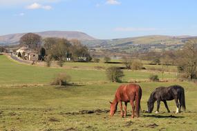 Horses Pendle Hill Lancashire