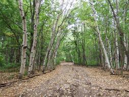 Forest Autumn Road