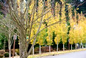 Trees at Autumn Road