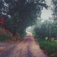 Green trees on Road Path