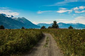 Road Path field