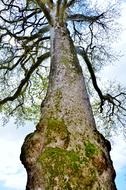 Tree Landscape Nature