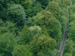 Green Trees Plant