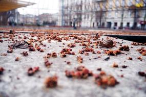 Ground Leaf Fall