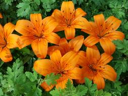 orange lilies close up