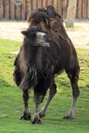 Africa Asian brown camel