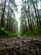 Road Trail