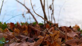 dry Leaves on road