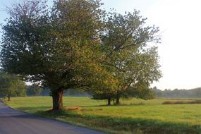 Landscape Nature Road