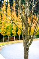 Trees Autumn Road