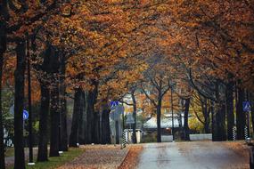 Fall Colors Street