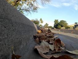 Leaves Dried Fall