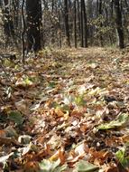 Forest Road at Autumn season