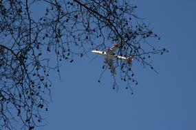 Tree Plane Blue