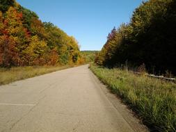 Autumn Road Trees