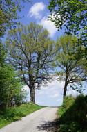 Trees Away Road