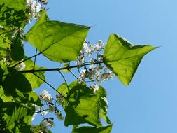 Ordinary catalpa Leaves Green Flowers