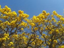 Flowers Road