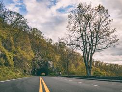 trees beside the road