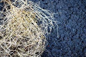 dry tarva on the ground