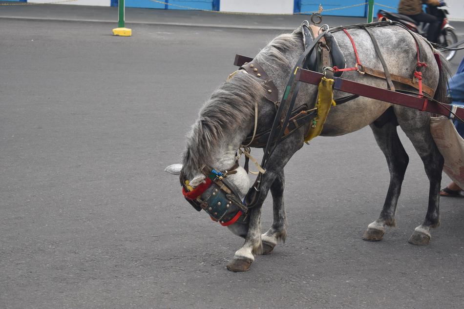 Horse Animal Traditional
