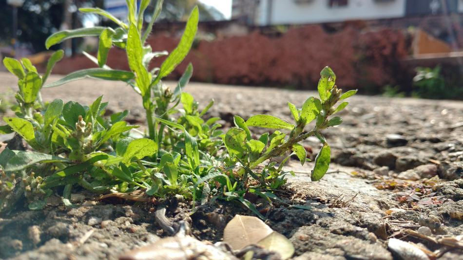 Plant on Asphalt