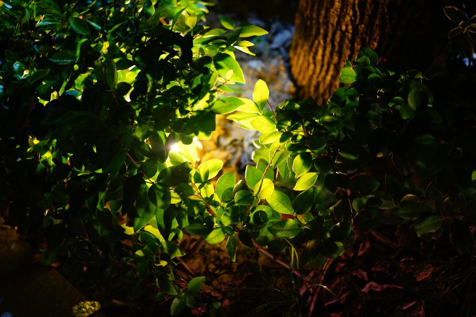 Light Plant Roadside