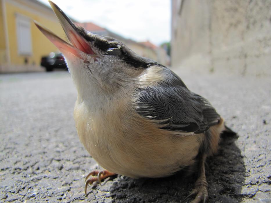 Bird Macro Street