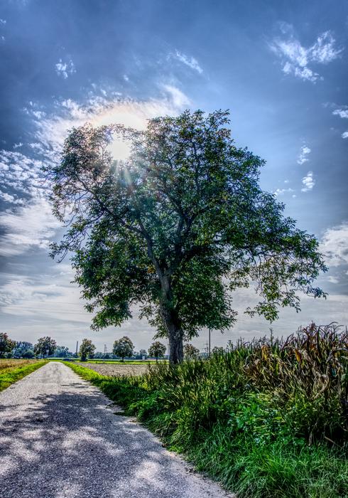 Tree Sky Blue