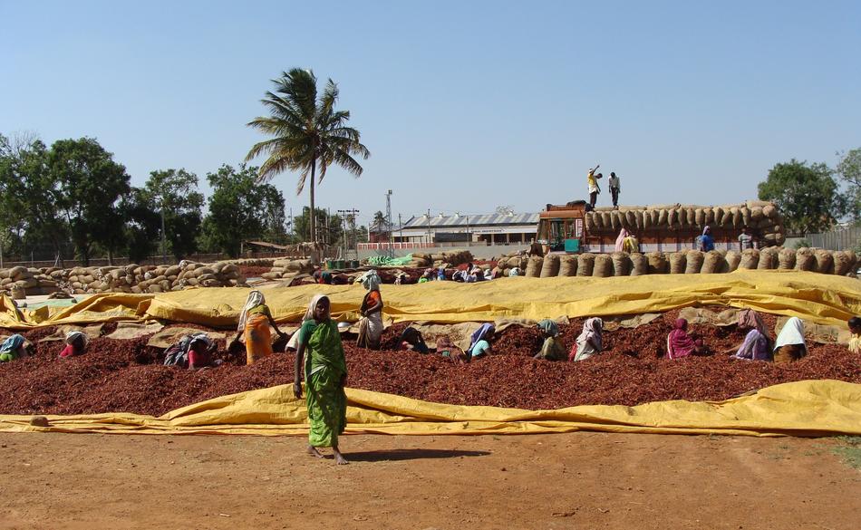 Red Chilli Wholesale Market