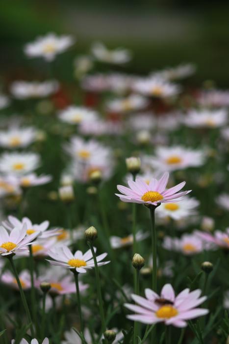 Flowers Nature Plants