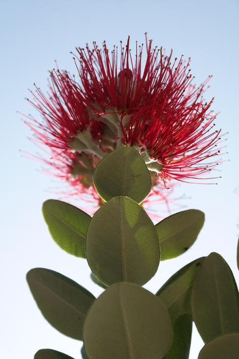 Blossom Bloom Red
