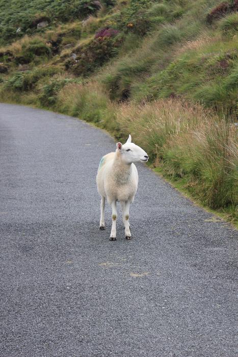 Surprised sheep on the road