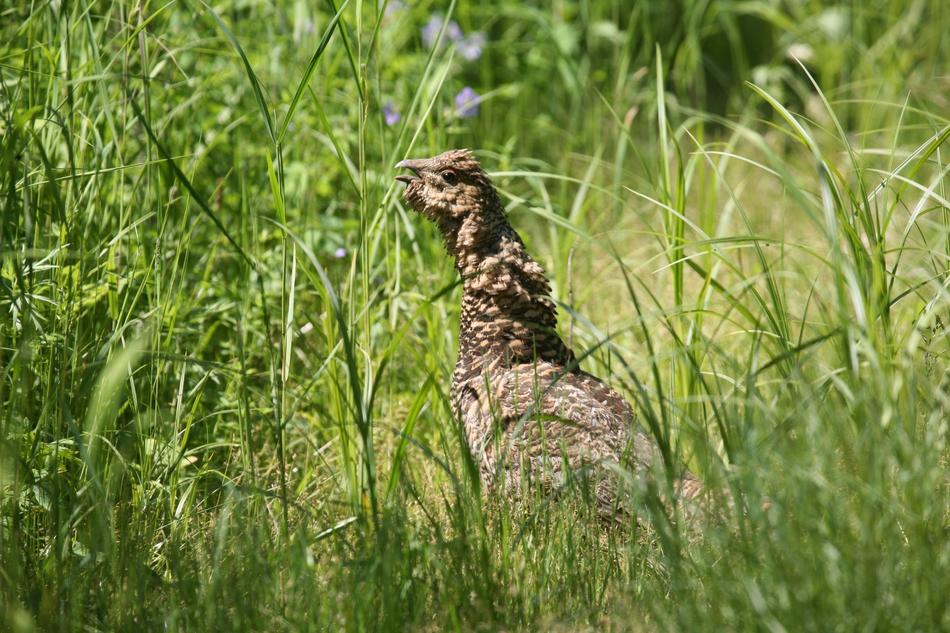 Glukharka Bird Forest Chicken