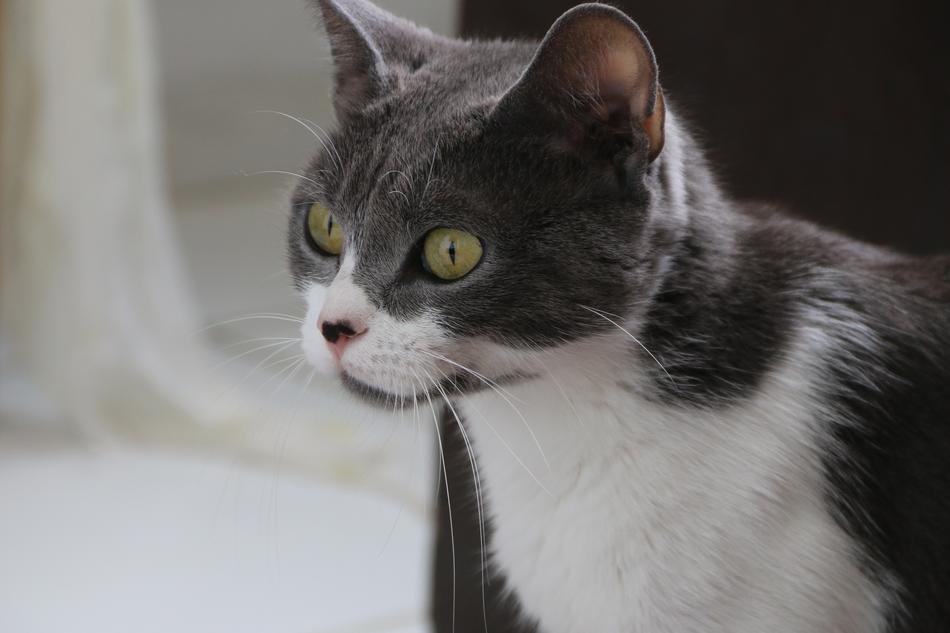 Cat Animal Portrait