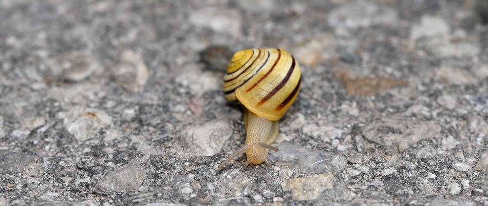 Snail Shell Crawl