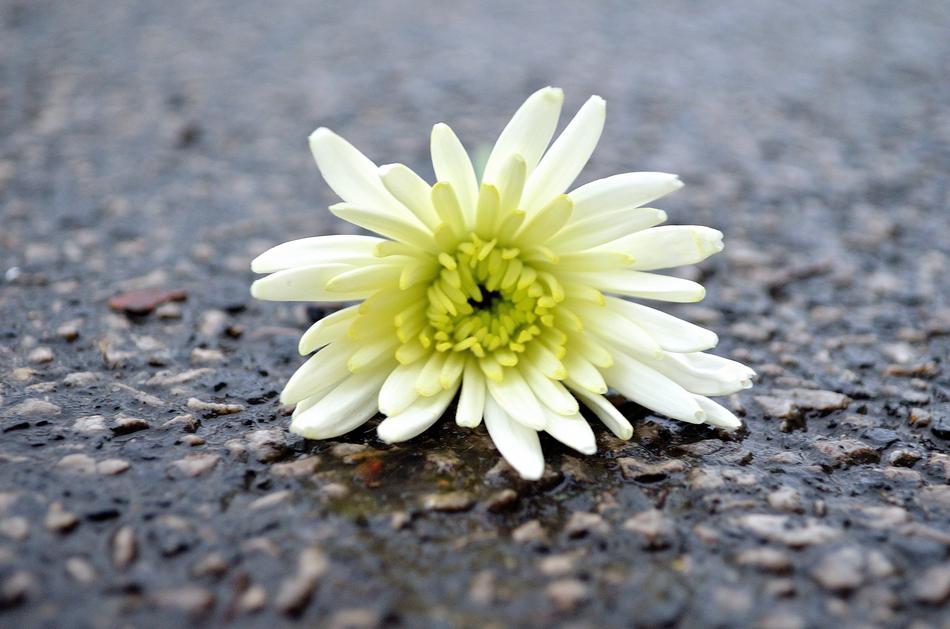 Flower Macro Background