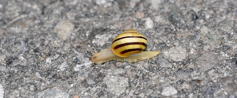 Snail Shell Crawl