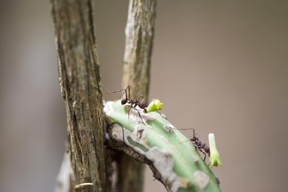 Ant Street Macro