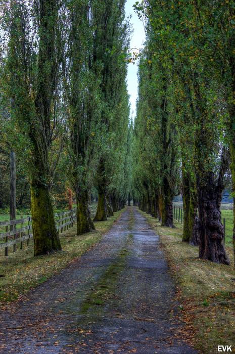 landscape of Trees Road Entryway